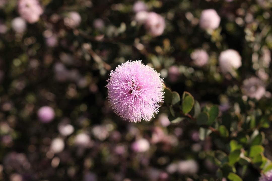 Flor rosada esponjosa en un arbusto verde.